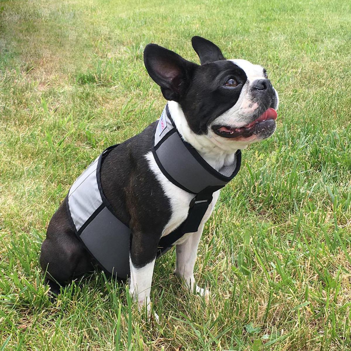 Cooler Dog Cooling Vest and Collar - Small Cooler Dog Cooling Vest and Collar - Small