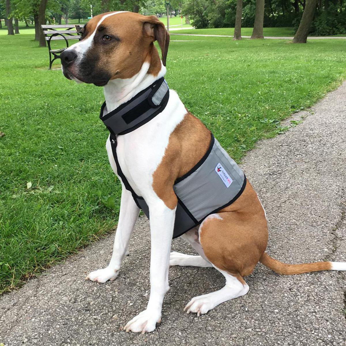 Cooler Dog Cooling Vest and Collar - Medium